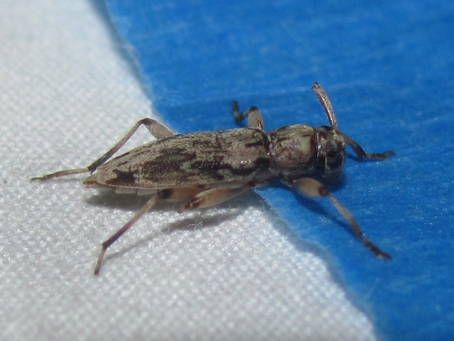 Lepturges (Lepturges)