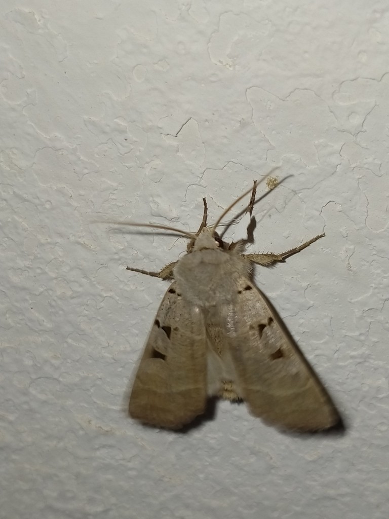 Paradiarsia (Paradiarsia) Picture Insect