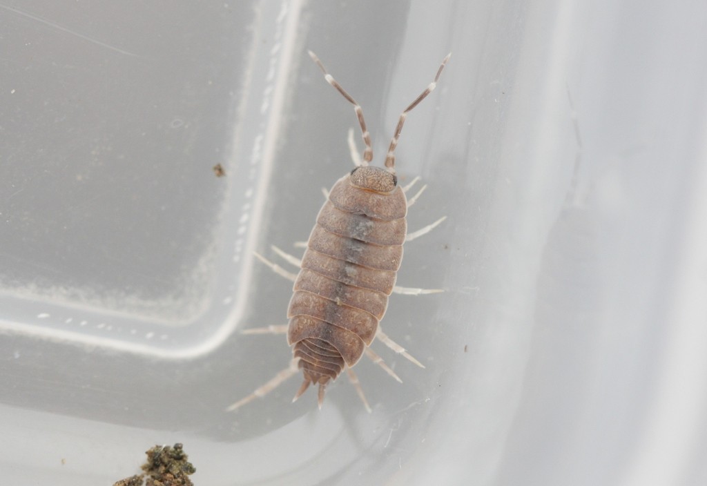 Porcellionides pruinosus