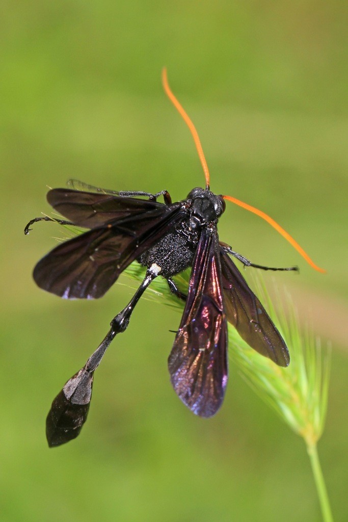 Thyreodon (Thyreodon)