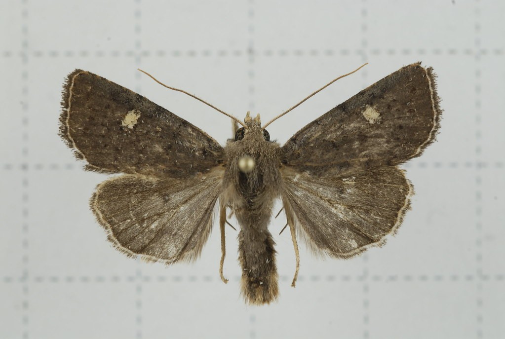 Athetis (Athetis)