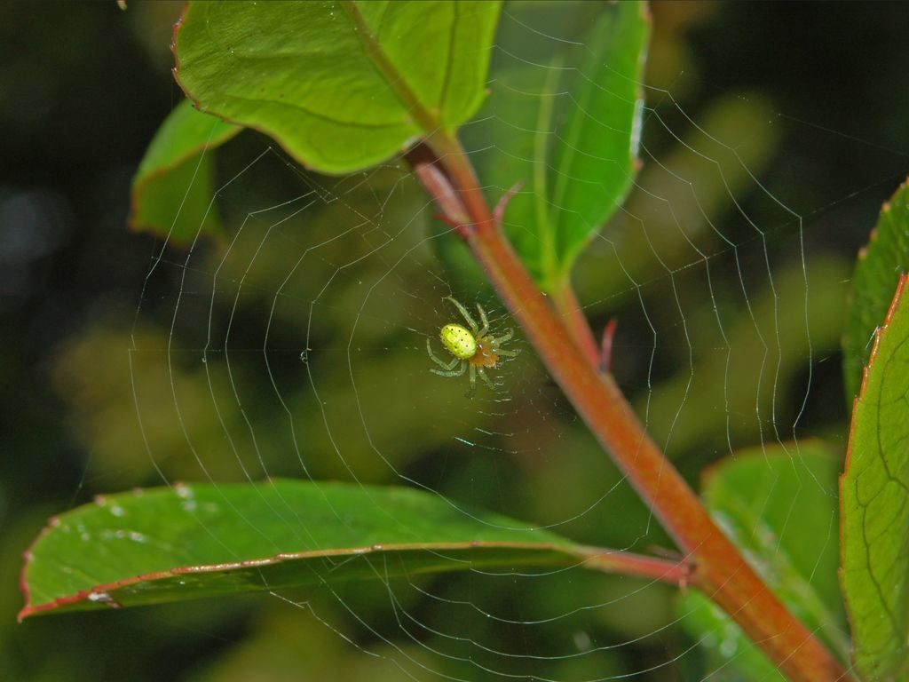 Араниелла тыквообразная (Araniella cucurbitina) - Picture Insect