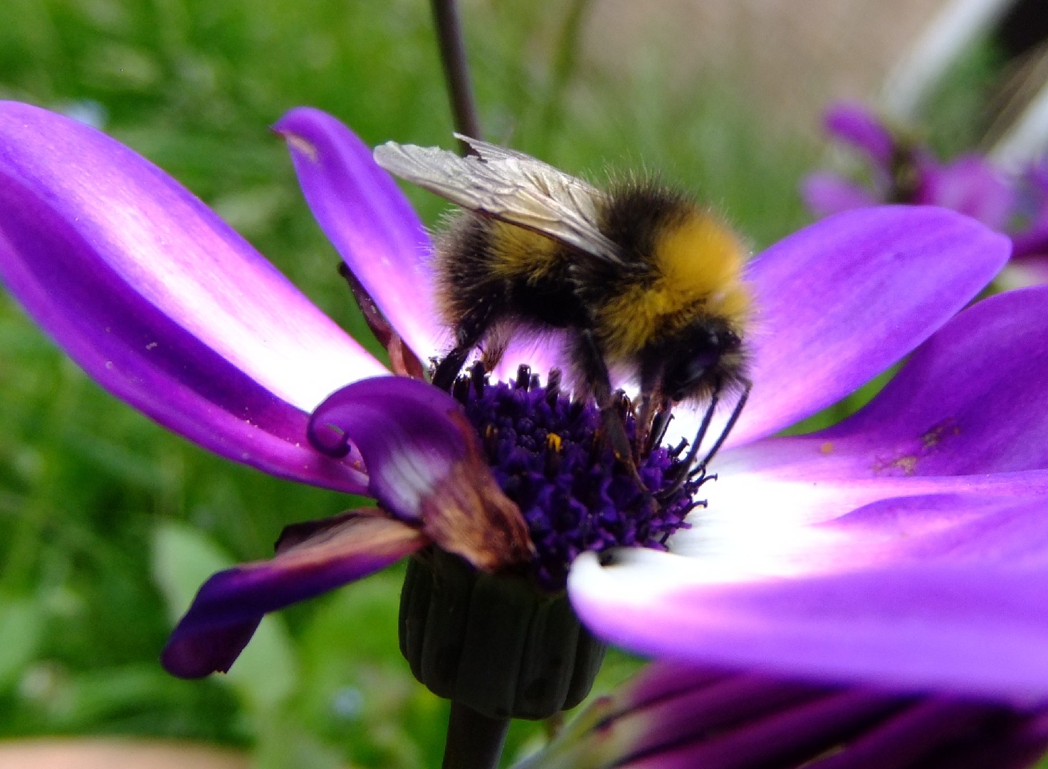 Шмель луговой (Bombus pratorum) - Picture Insect