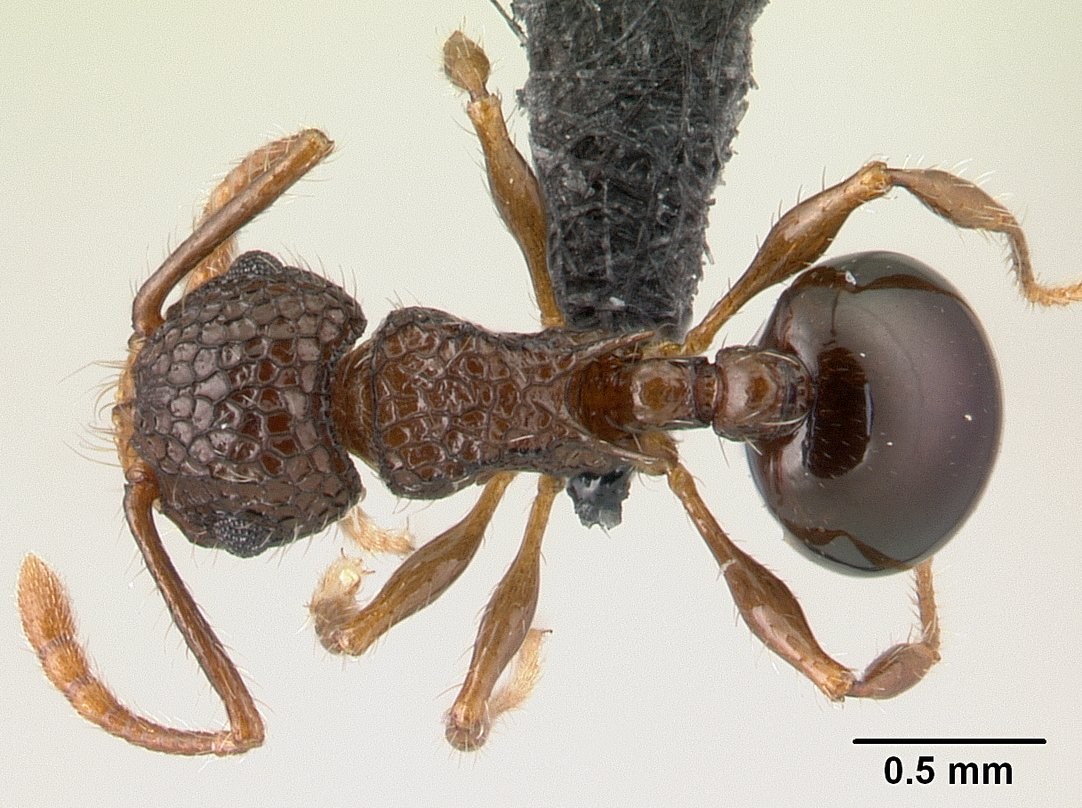 Pristomyrmex (Pristomyrmex)