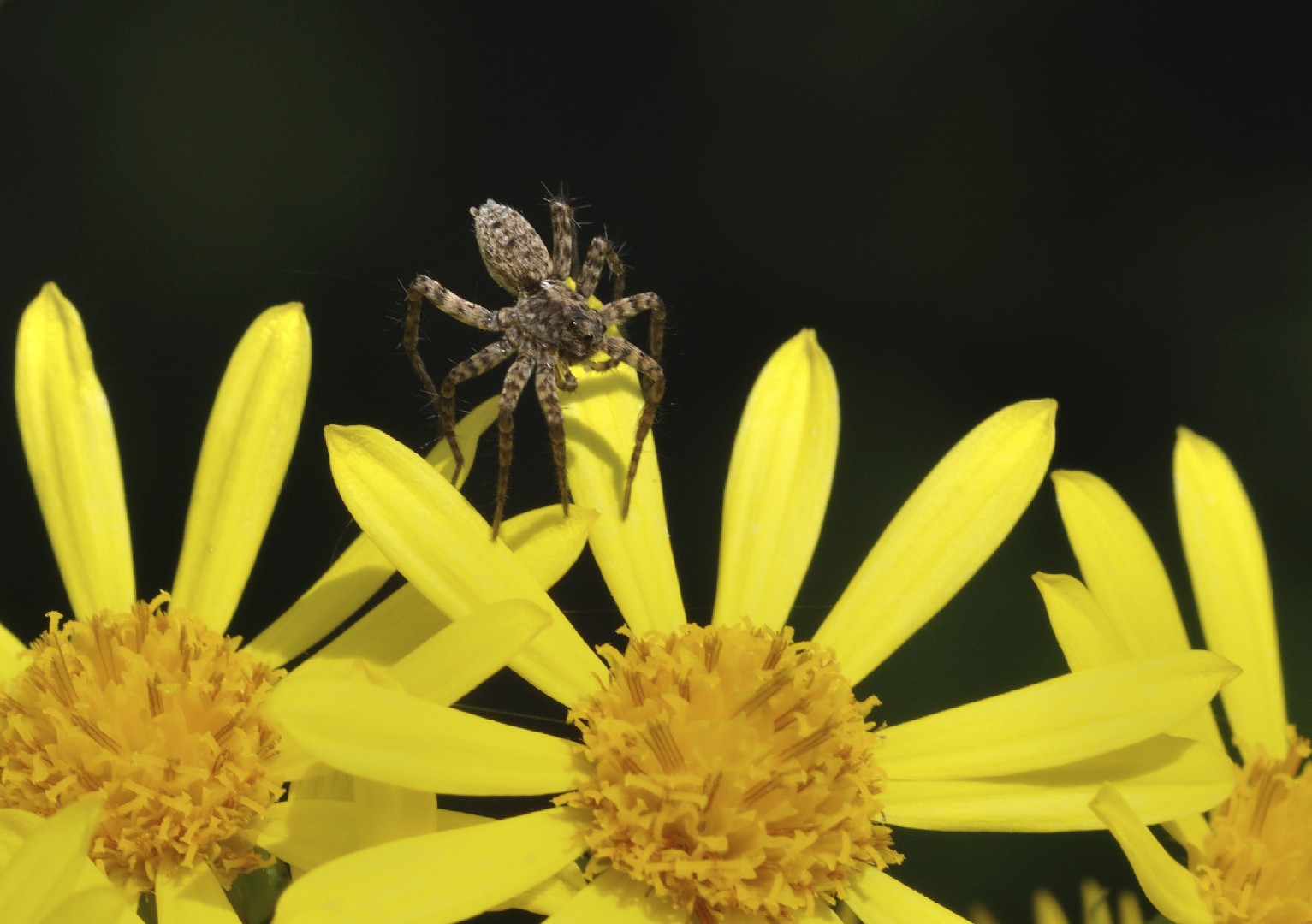 Пардоза безумная (Pardosa amentata) - Picture Insect