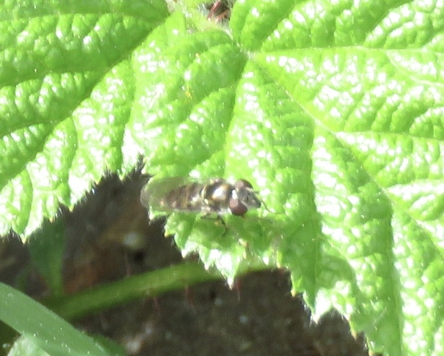 Platycheirus (Platycheirus)