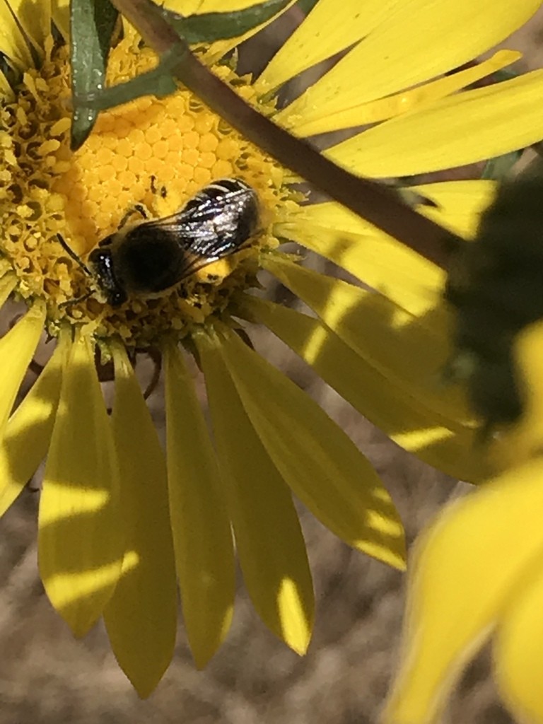 Plasterer bees (Colletes)