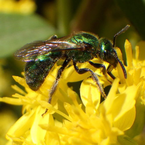 Sweat bees (Augochlorella)