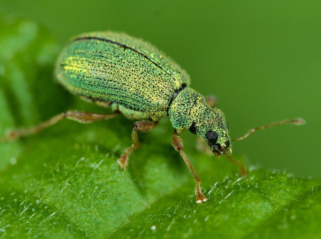 Polydrusus pterygomalis (Polydrusus pterygomalis) - Picture Insect