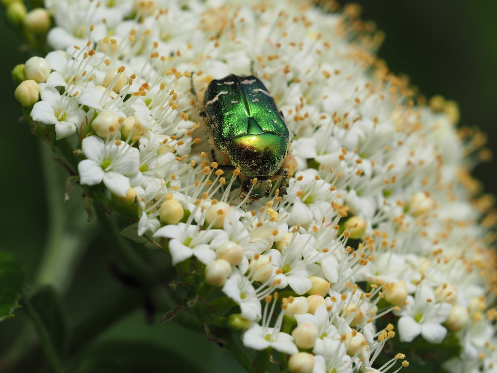 Protaetia cuprea (Protaetia cuprea) - Picture Insect