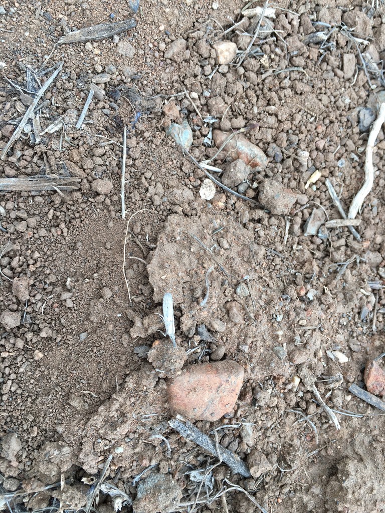 Acrobasis (Acrobasis)