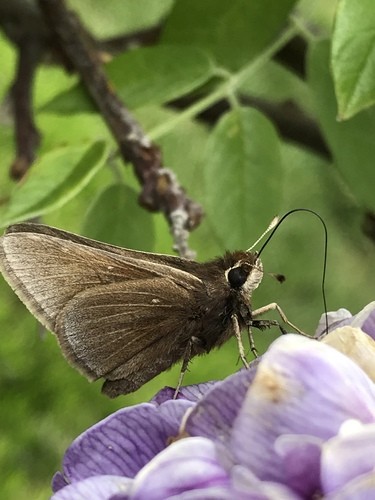 Atrytonopsis (Atrytonopsis)