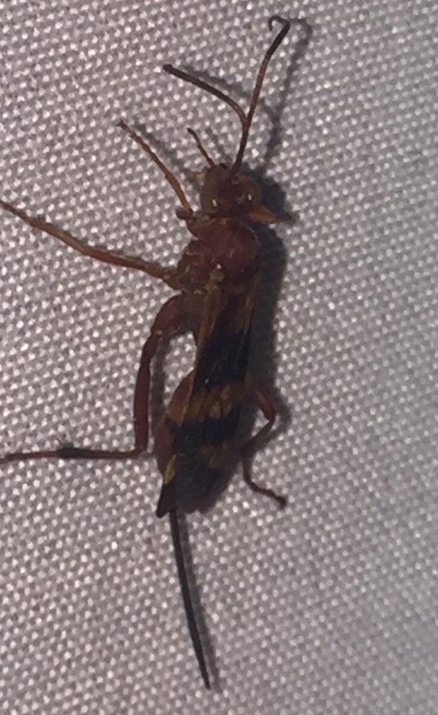 Compsocryptus (Compsocryptus)