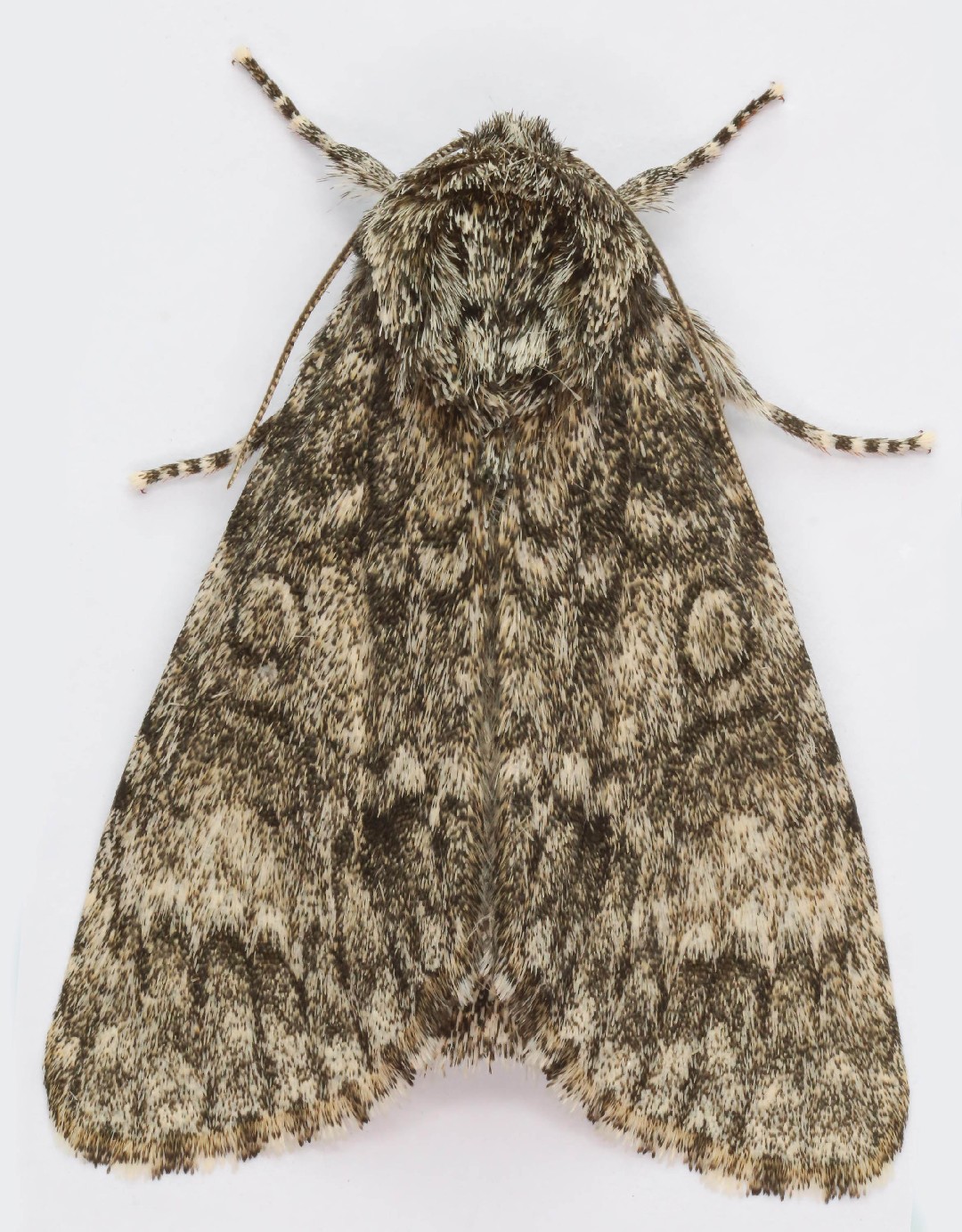 Subacronicta (Subacronicta)