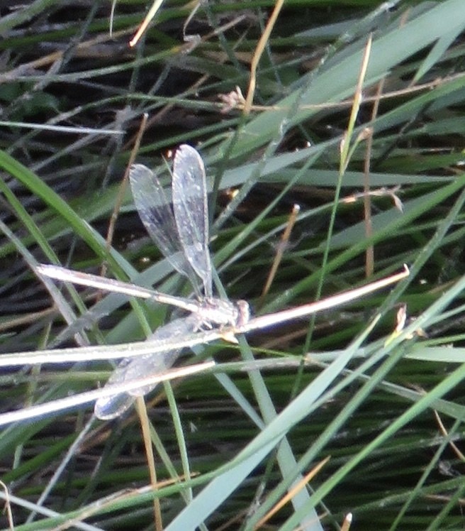 Spreadwings (Lestidae)