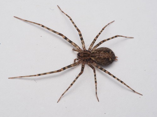 Sombrero spiders (Stiphidion)