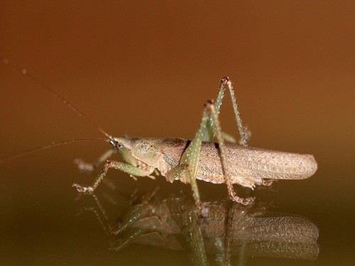 Austrosalomona (Austrosalomona)