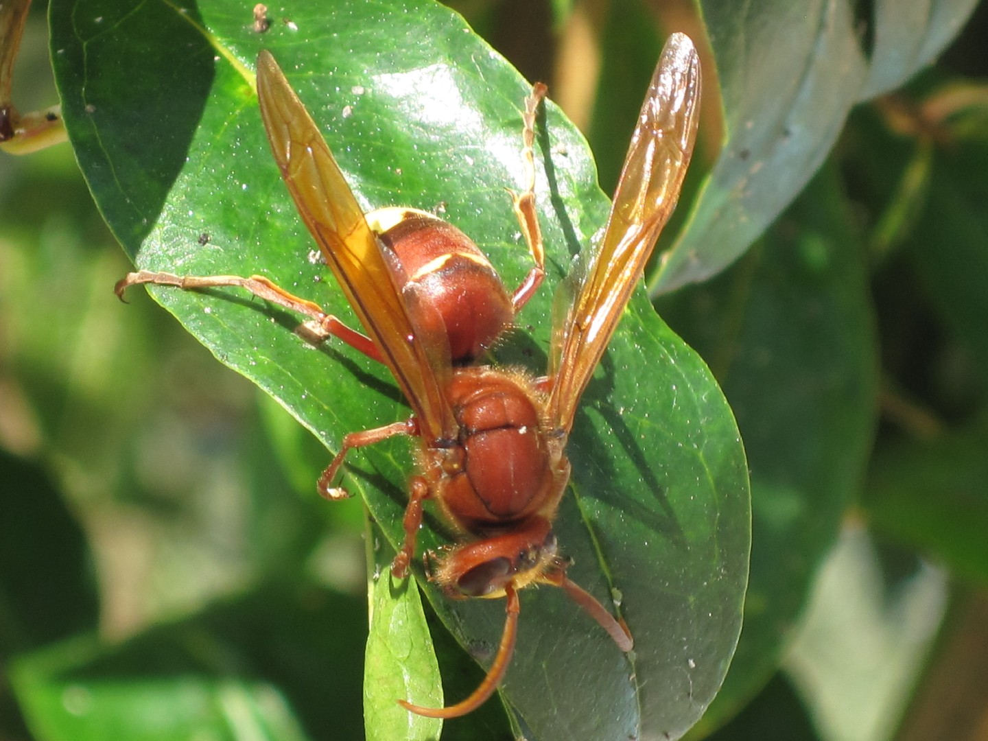 Оса восточная (Vespa orientalis) - Picture Insect