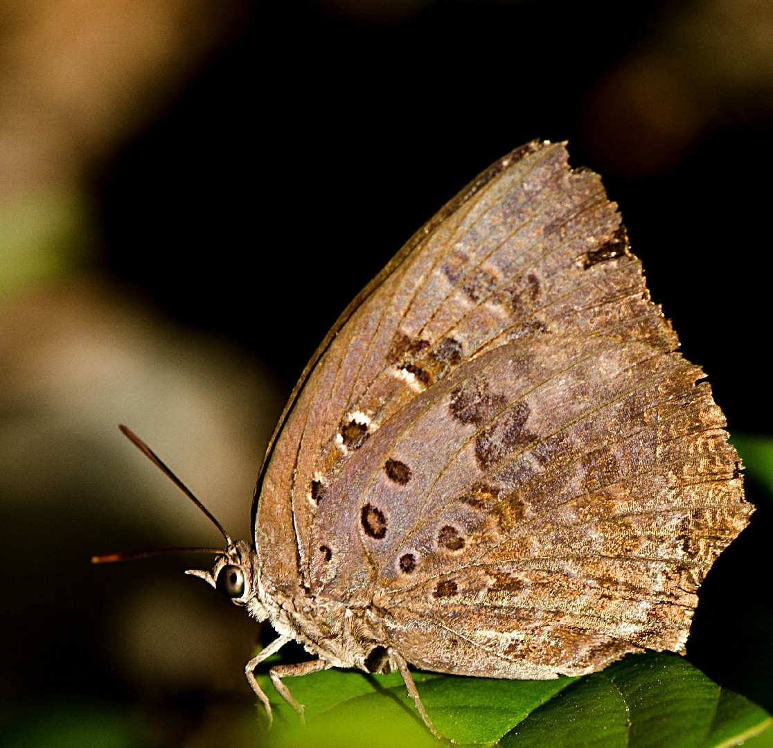 Arhopala (Arhopala)