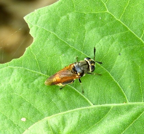 Hoplitimyia (Hoplitimyia)