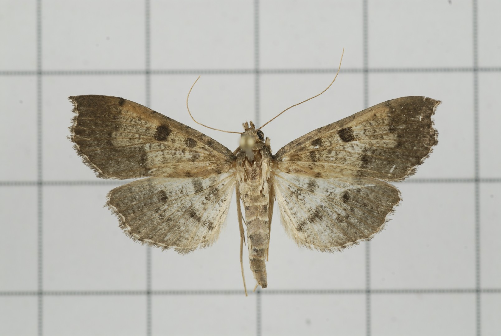 Ceratarcha (Ceratarcha)