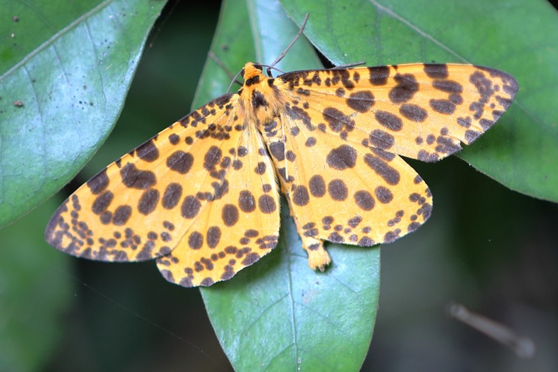 Obeidia (Obeidia)