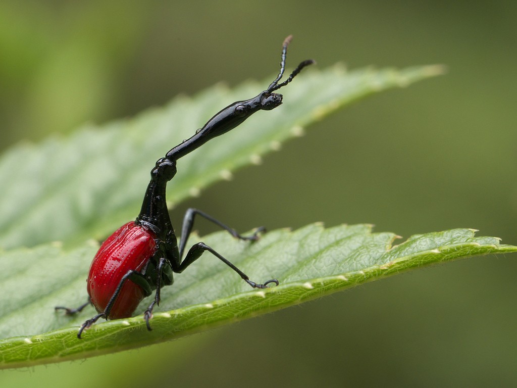 Trachelophorus (Trachelophorus)