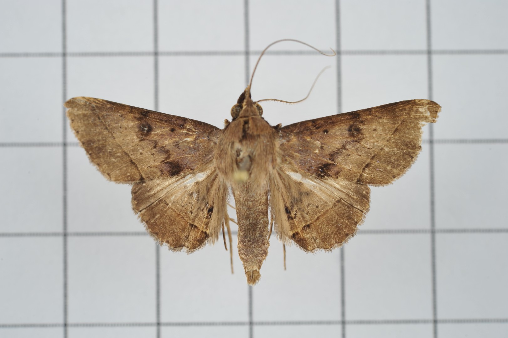 Hypospila (Hypospila)