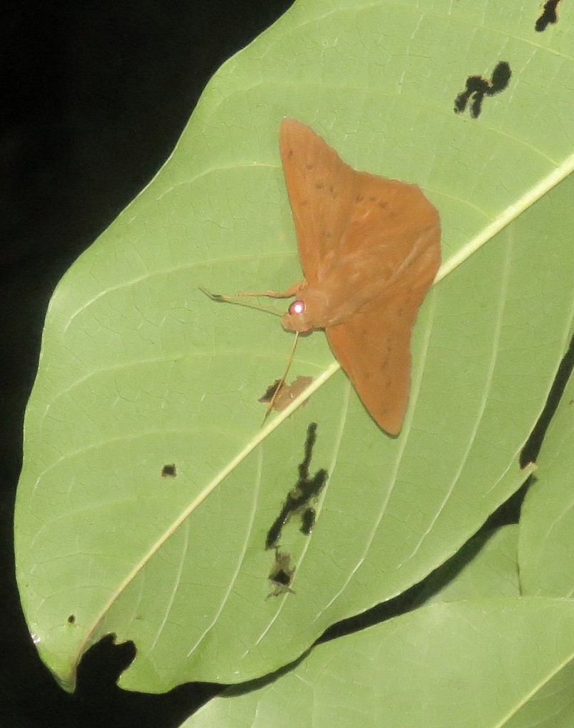 Dyscophellus (Dyscophellus)