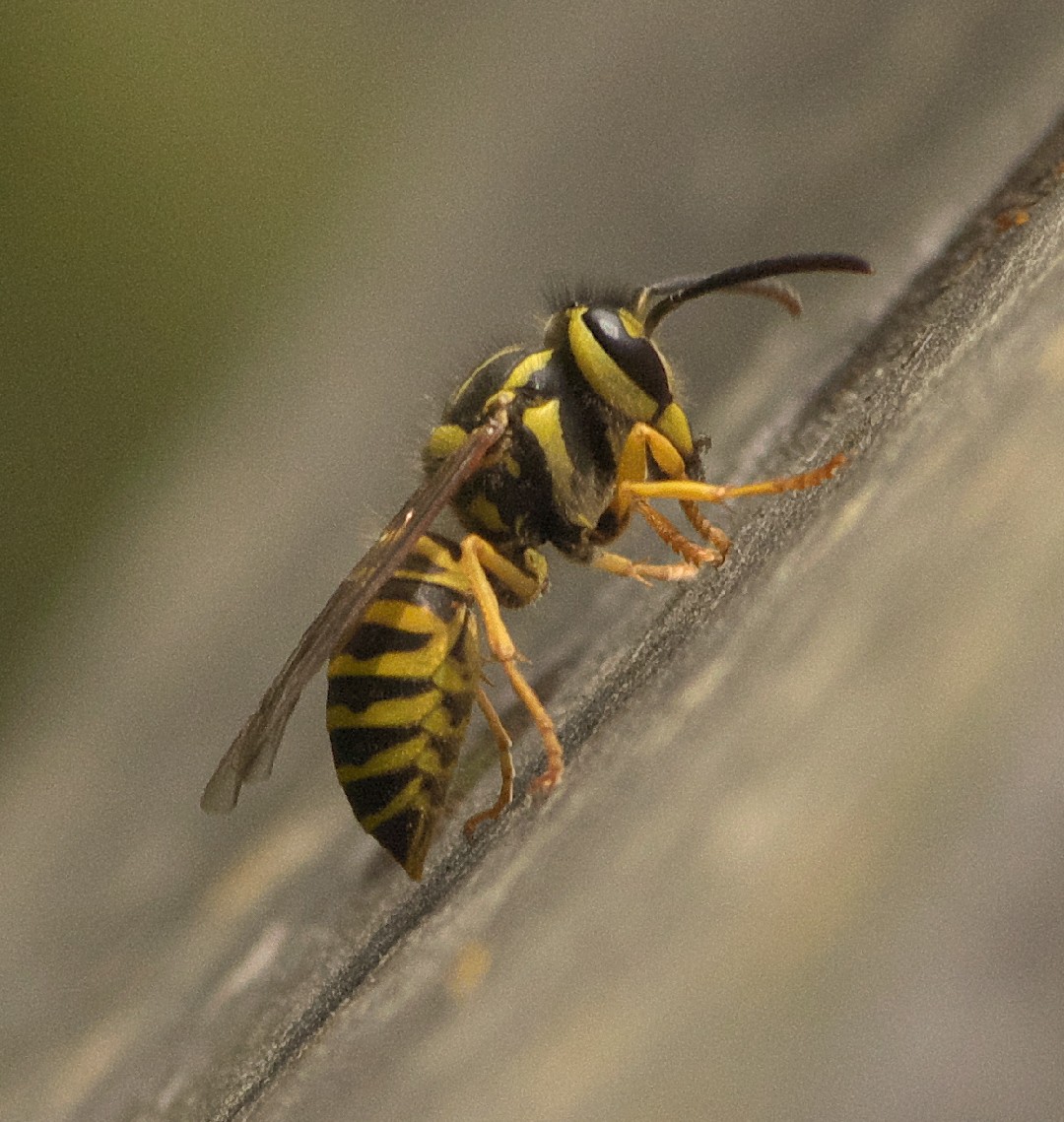 Vespula squamosa - Wikipedia