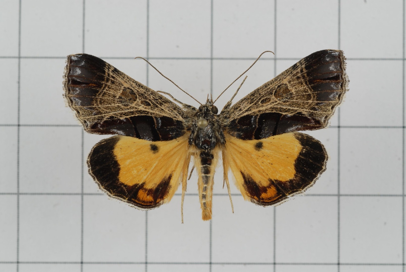 Sarbanissa (Sarbanissa)