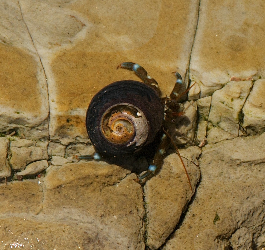 Blueband hermit crab