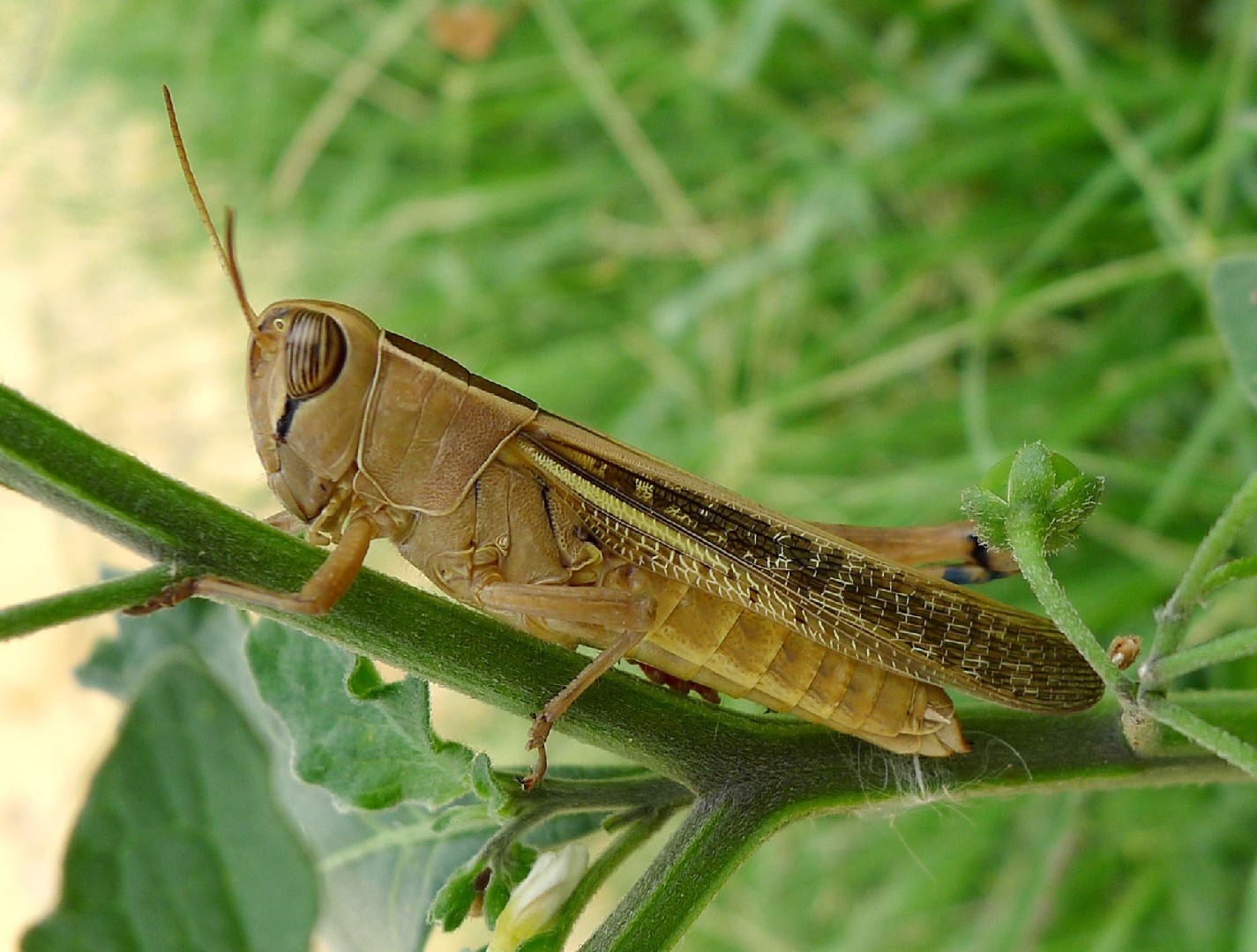 Lamenting grasshopper