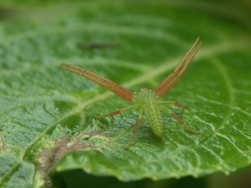 Green grass crab spiders (Oxytate)