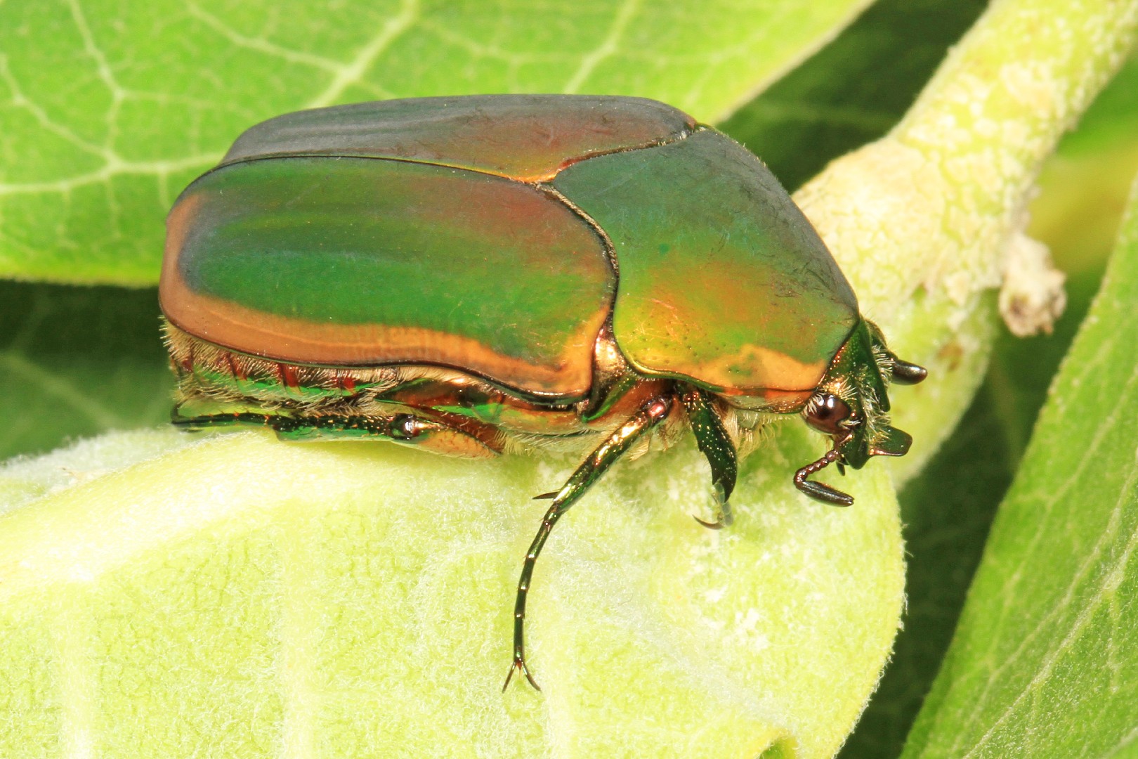Green june beetles (Cotinis)
