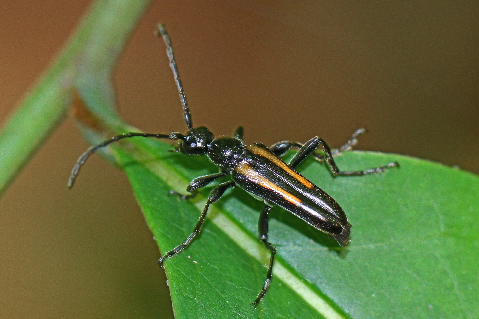 Strangalepta (Strangalepta)