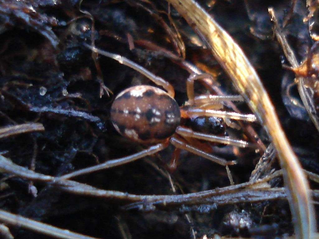 Пахигната Де Геера (Pachygnatha degeeri) - Picture Insect