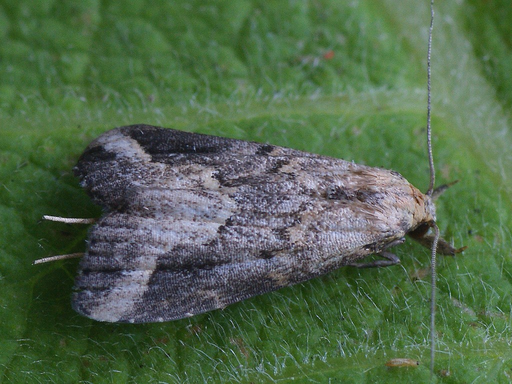 Schrankia (Schrankia)