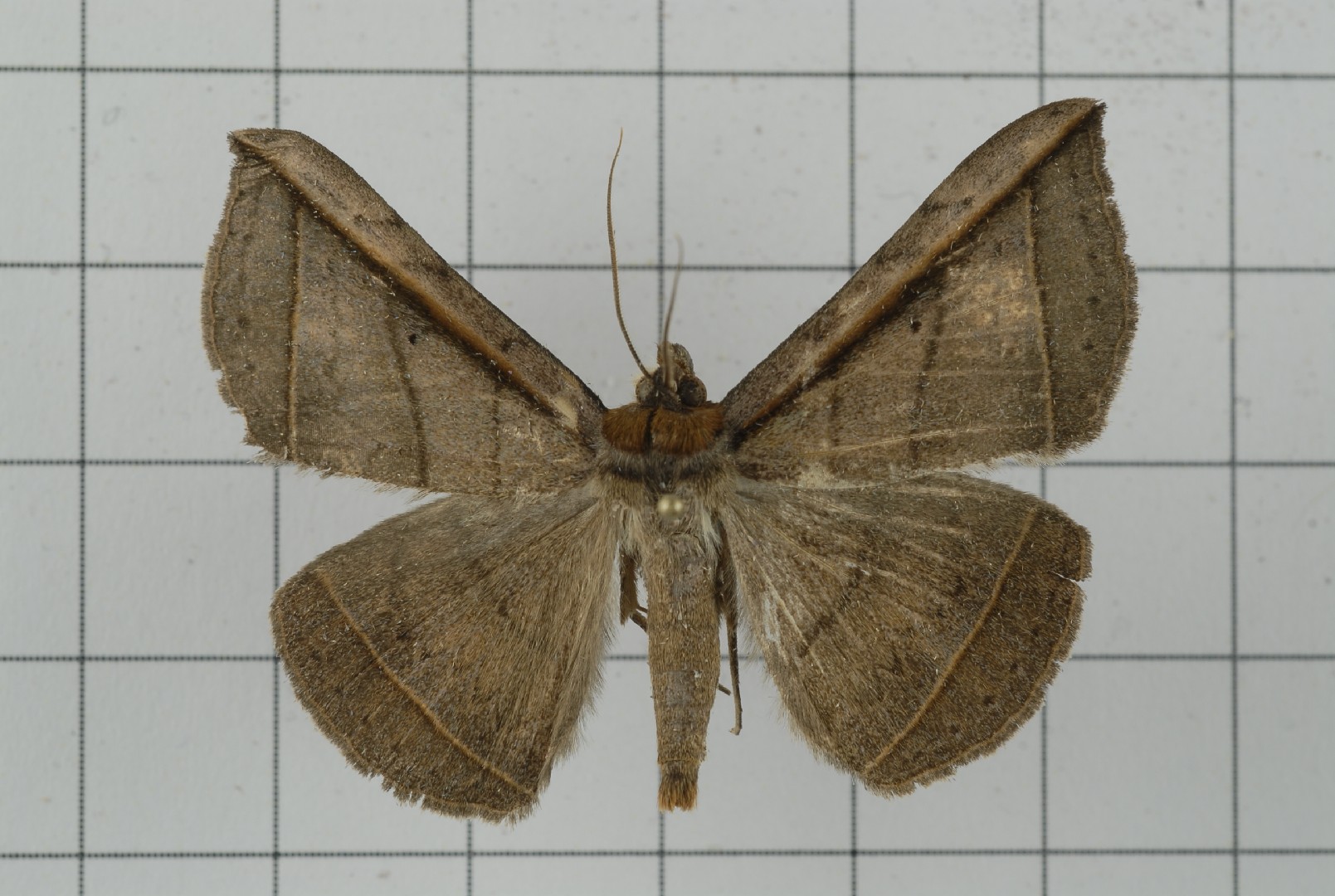 Entomogramma (Entomogramma)