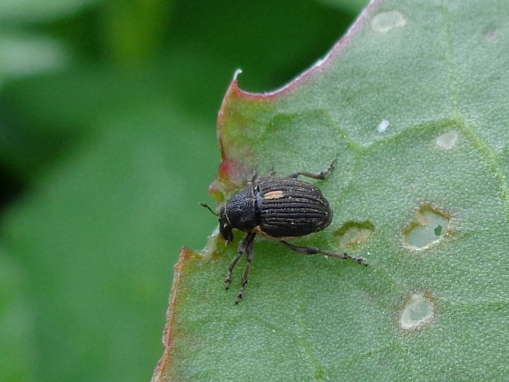 Rhinoncus (Rhinoncus)