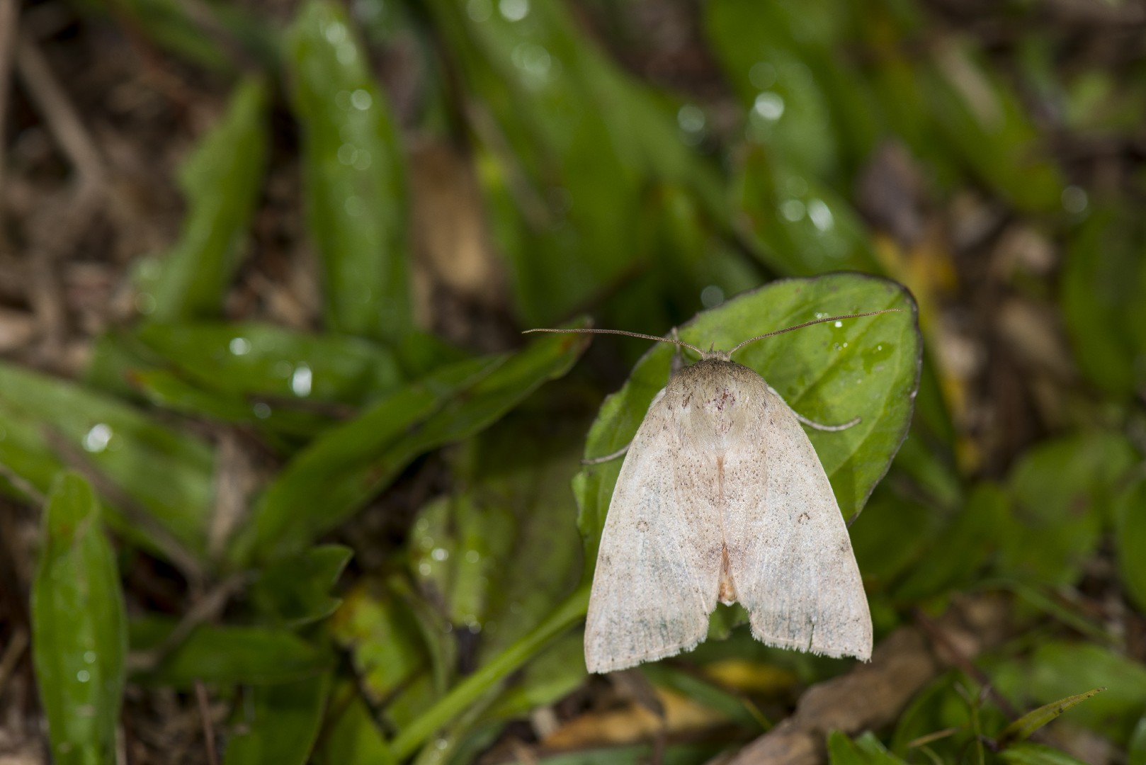Tympanistes (Tympanistes)
