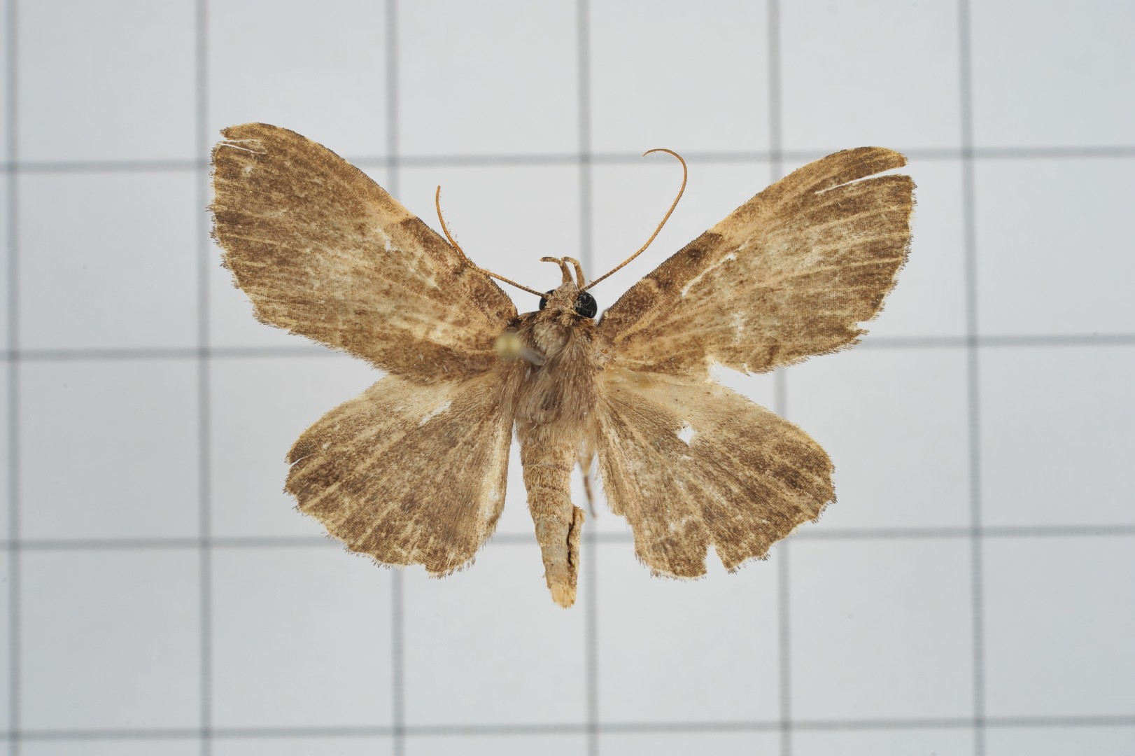 Hyposemansis (Hyposemansis)