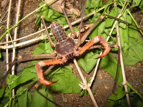 Tendarapo occidental (Acanthophrynus)