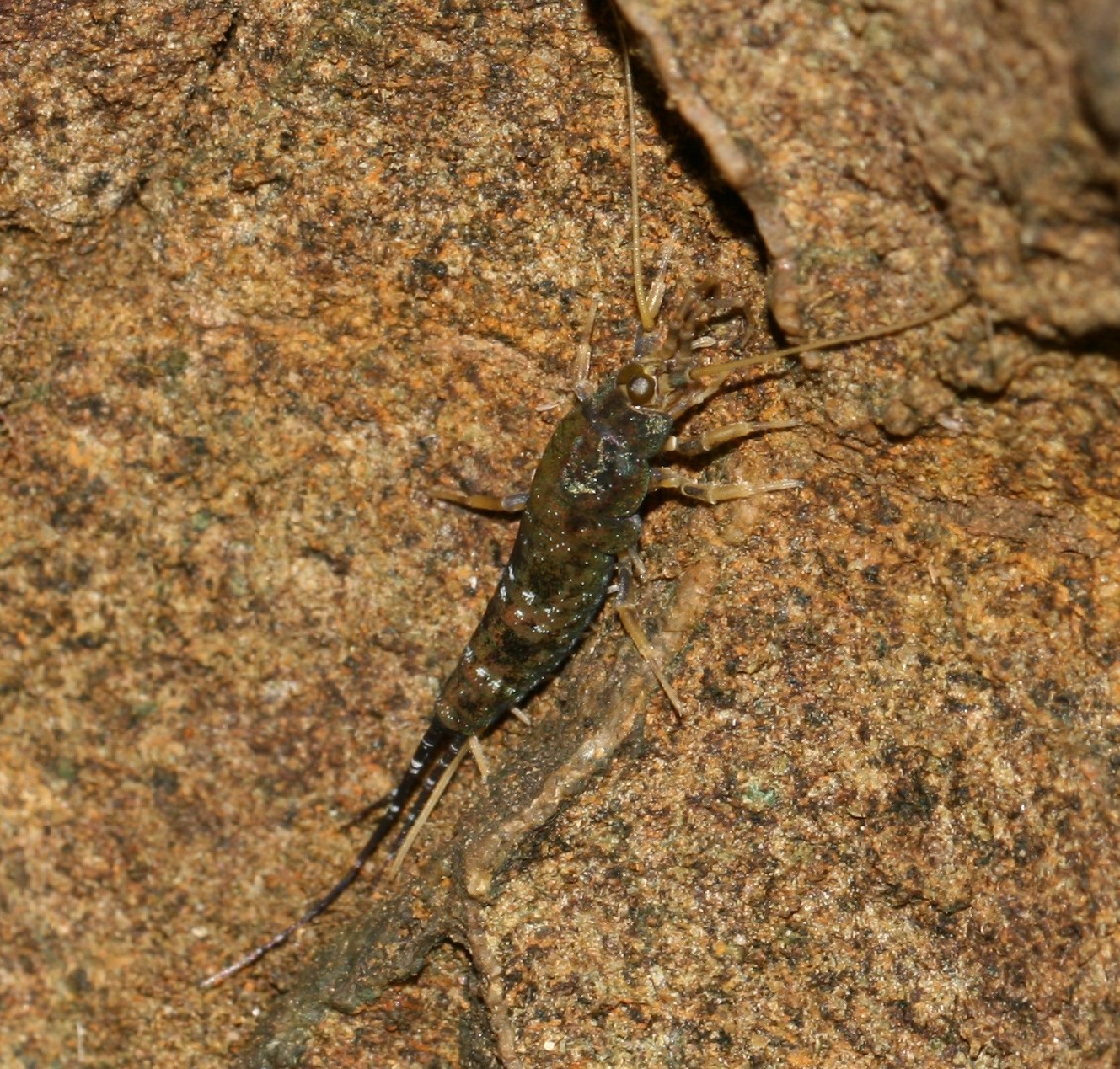 セイヨウイシノミ属 (Petrobius)