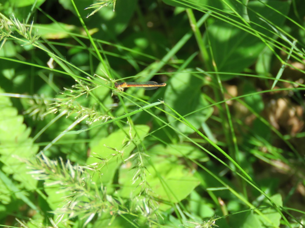 Amphiagrion (Amphiagrion)