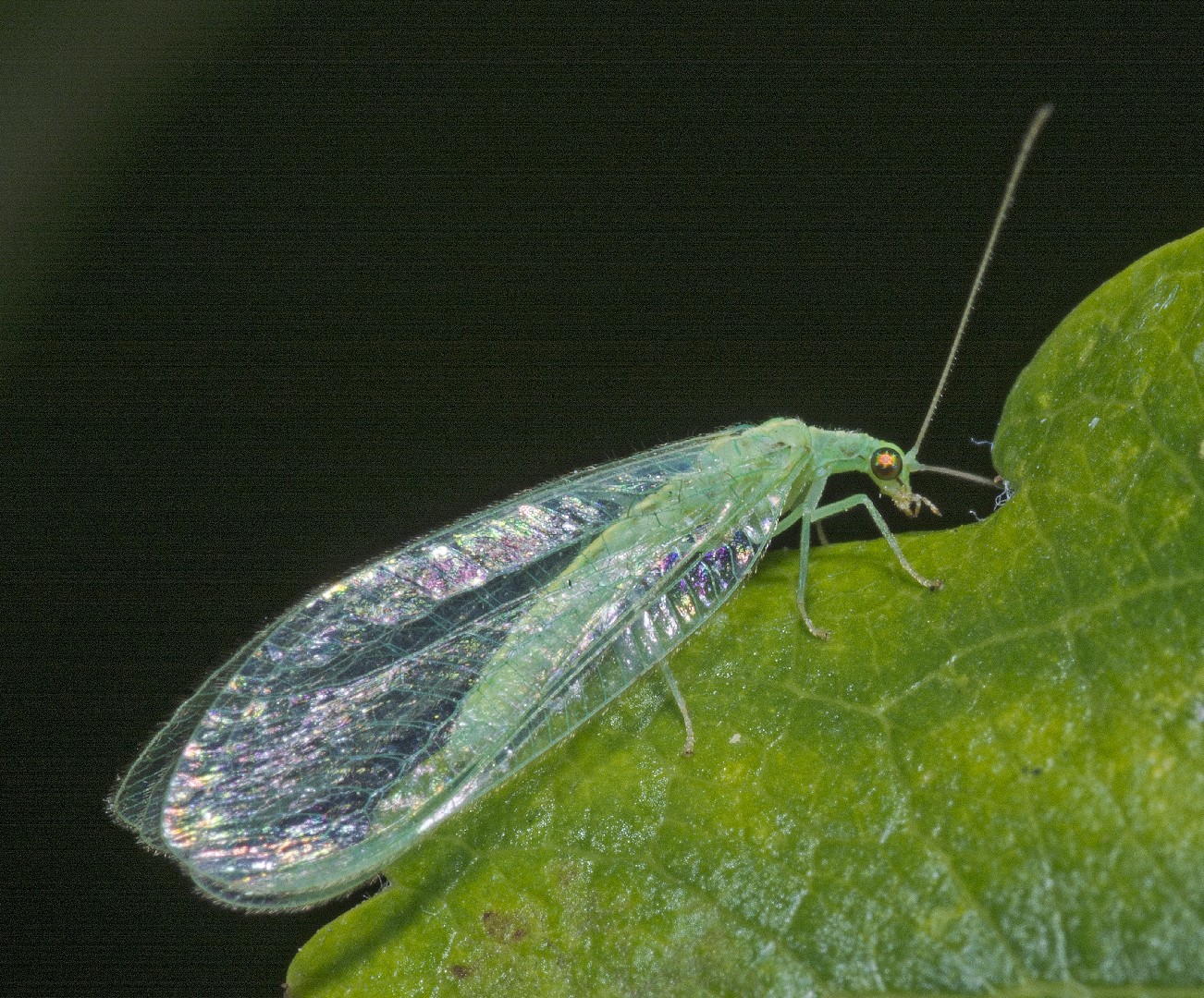 Обыкновенная златоглазка (Chrysoperla carnea) - Picture Insect