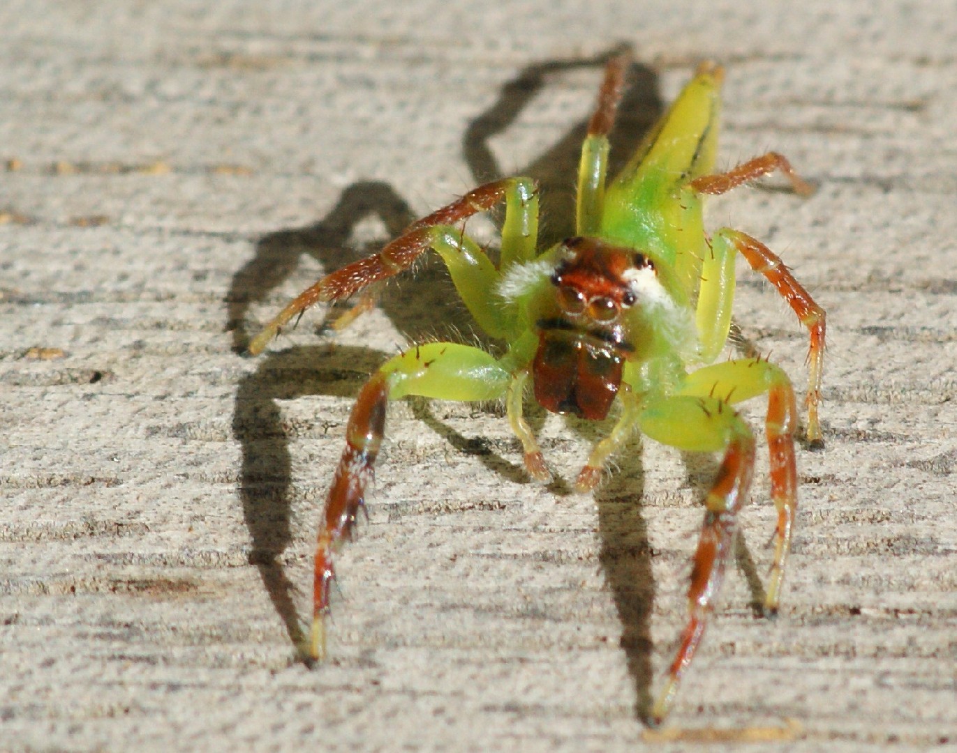 Mopsus mormon (Mopsus mormon) - Picture Insect