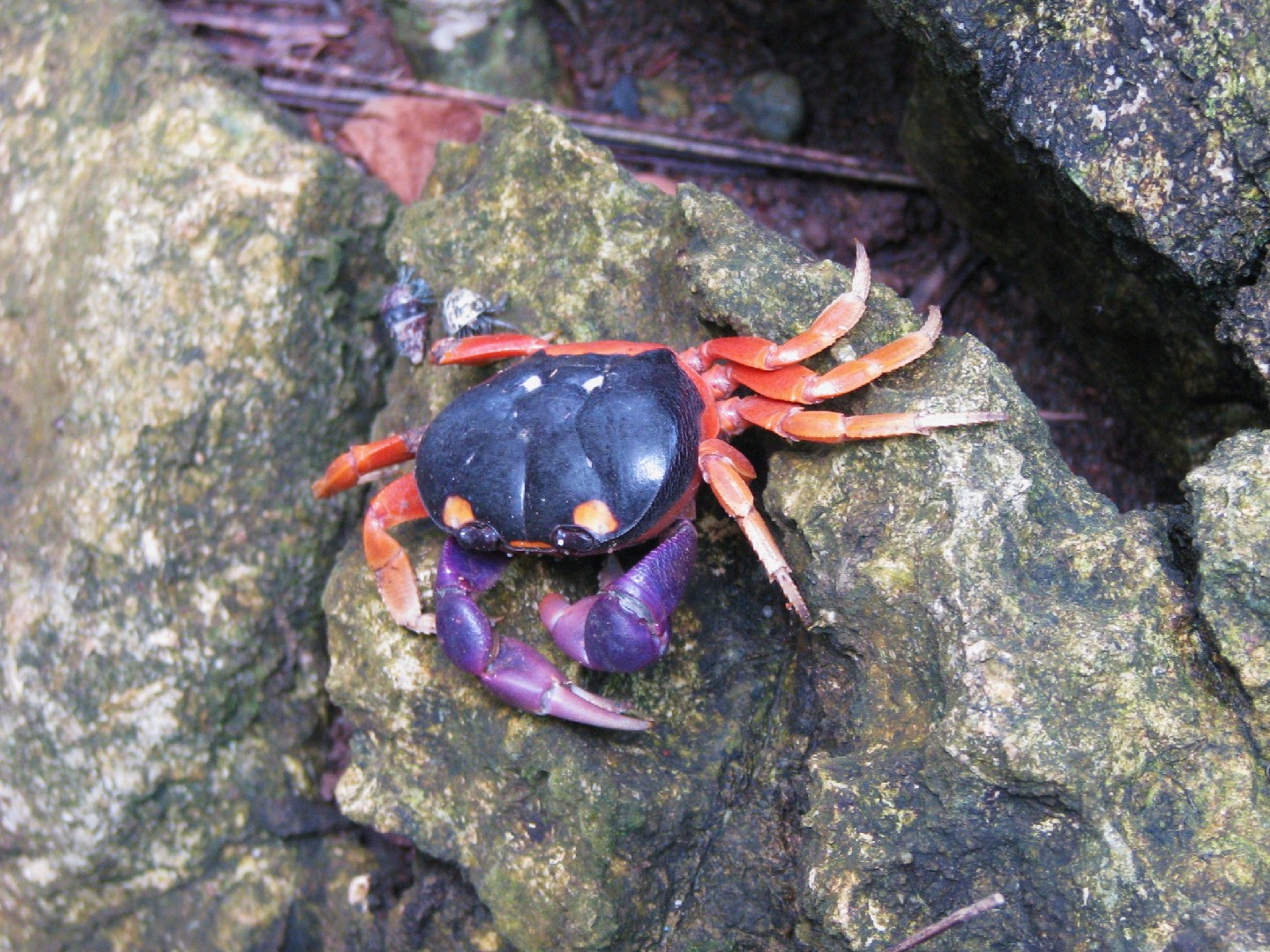Red land crab