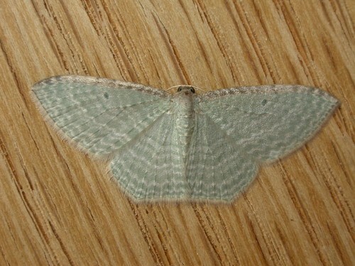 Poecilasthena (Poecilasthena)