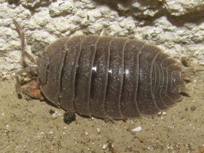 オビワラジムシ (Porcellio dilatatus) - Picture Insect